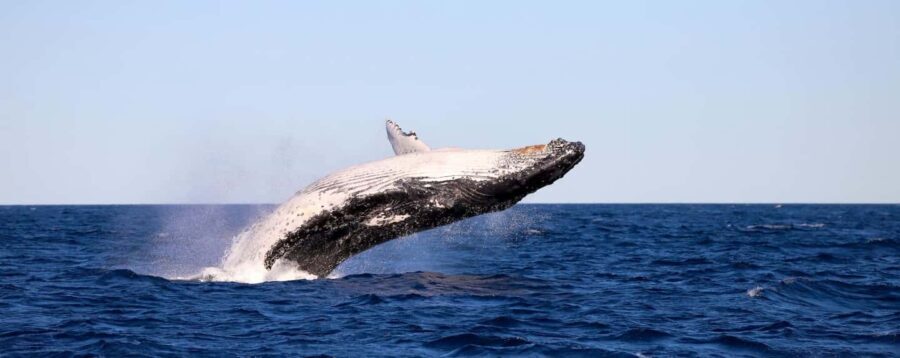 Whale Watching Discovery Tour from Lake Macquarie - The Value of the Experience