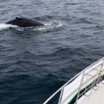 Whale Watching from Augusta in Western Australia - An In-Depth Look at the Augusta Whale Watching Tour