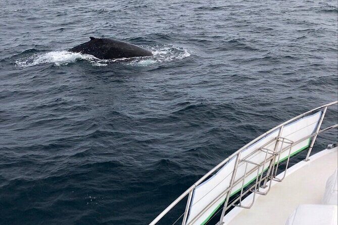 Whale Watching from Augusta in Western Australia - An In-Depth Look at the Augusta Whale Watching Tour