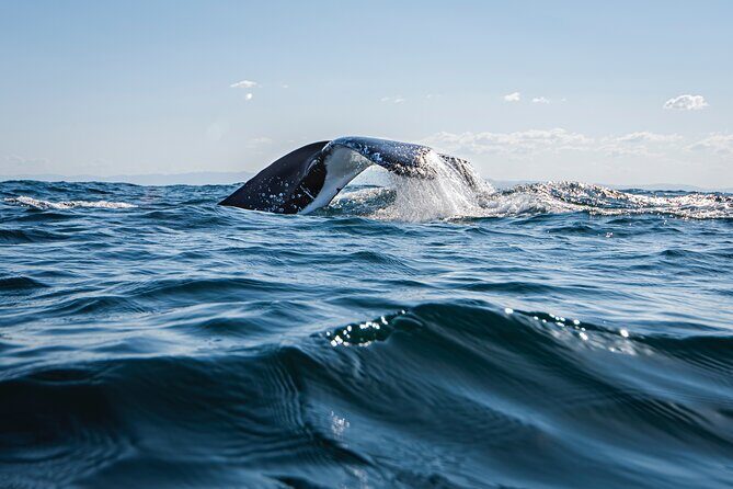 Whale Watching Gold Coast - Detailed Breakdown of the Experience