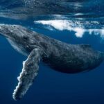 Whale watching Hermanus instagram, group tour from Cape Town - The Value of the Tour