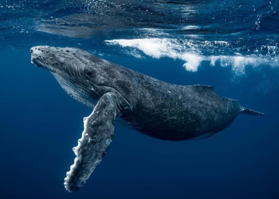 Whale watching Hermanus instagram, group tour from Cape Town - The Value of the Tour