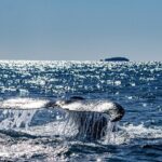 Whale Watching in Coffs Harbour - What to Expect from the Tour