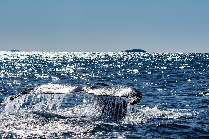 Whale Watching in Coffs Harbour - What to Expect from the Tour