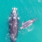 Whale Watching in Hermanus Shared Tour - Analyzing the Value