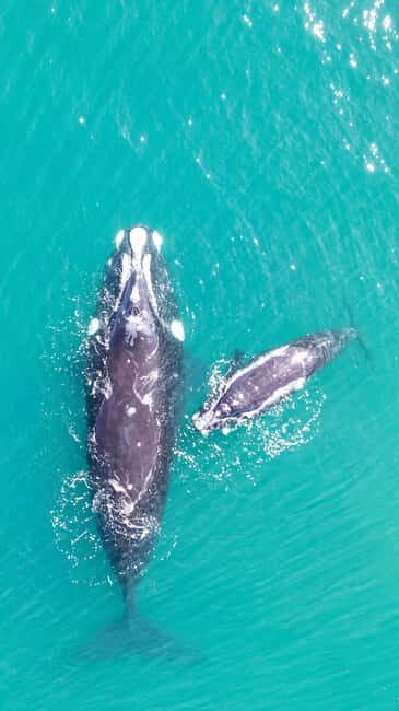 Whale Watching in Hermanus Shared Tour - Analyzing the Value