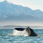 Whale Watching in Kaikoura by Boat - Practical Details & Considerations