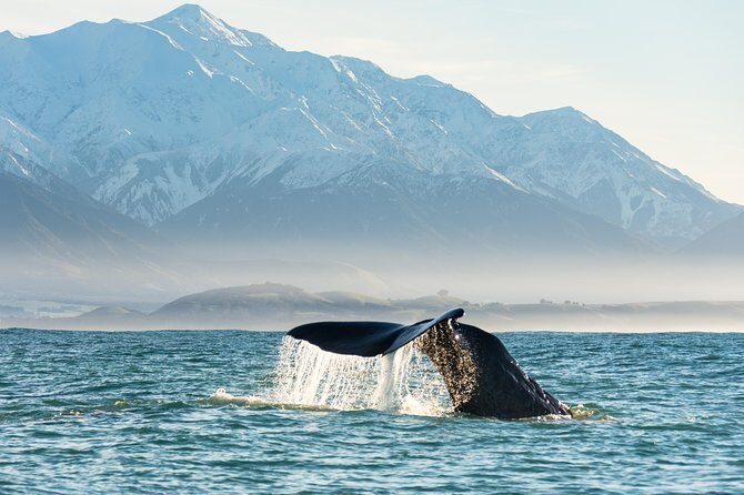 Whale Watching in Kaikoura by Boat - Practical Details & Considerations