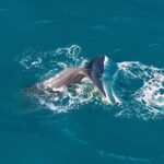 Whale Watching in Kaikoura - Ultimate Experience - What Reviewers Say
