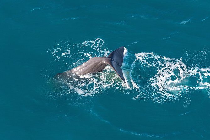 Whale Watching in Kaikoura - Ultimate Experience - What Reviewers Say