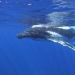 Whale watching in Moorea - Final Thoughts: Is It Worth It?