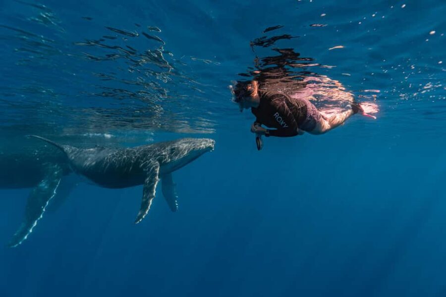 Whale watching in Moorea  Half-day private tour - Final Thoughts