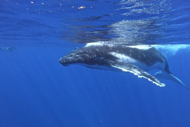 Whale watching in Moorea - Final Thoughts: Is It Worth It?