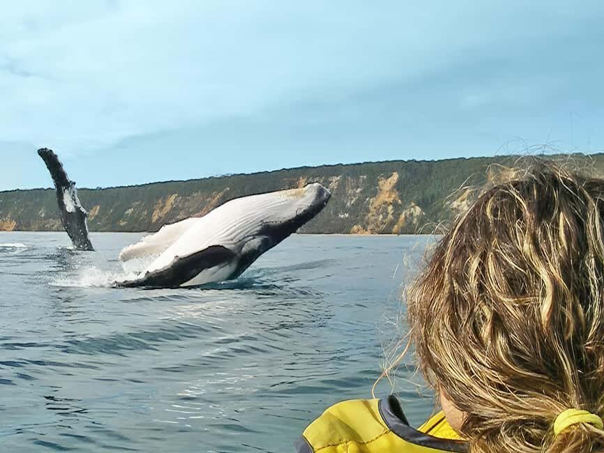 Whale Watching Ocean Kayak & Beach 4X4 Tour Noosa - The Real Value: What You Get for $113