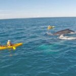 Whale Watching Ocean Kayak + Great Beach Drive Adventure - Why This Tour Is a Great Pick