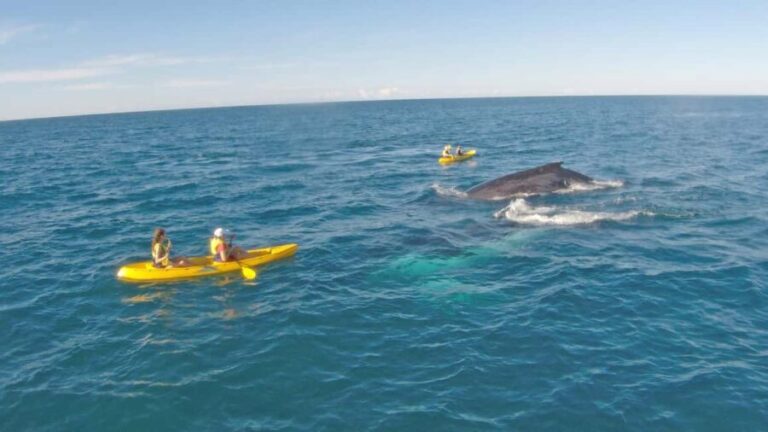 Whale Watching Ocean Kayak + Great Beach Drive Adventure - Why This Tour Is a Great Pick