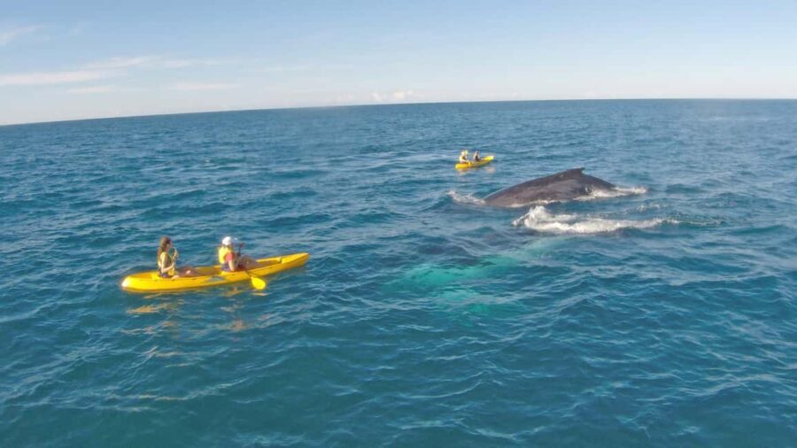 Whale Watching Ocean Kayak + Great Beach Drive Adventure - Why This Tour Is a Great Pick