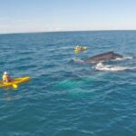 Whale Watching Ocean Kayak Tour - An In-Depth Look at the Whale Watching Ocean Kayak Tour