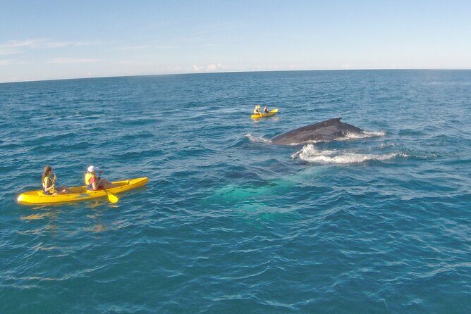 Whale Watching Ocean Kayak Tour - An In-Depth Look at the Whale Watching Ocean Kayak Tour