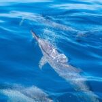 Whale watching on the preserved and quiet coast of Paea (Pk26) - Final Thoughts