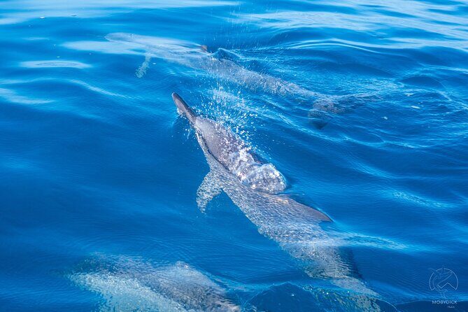 Whale watching on the preserved and quiet coast of Paea (Pk26) - Final Thoughts