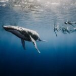 Whale Watching Shared Half Day - The Experience in Detail