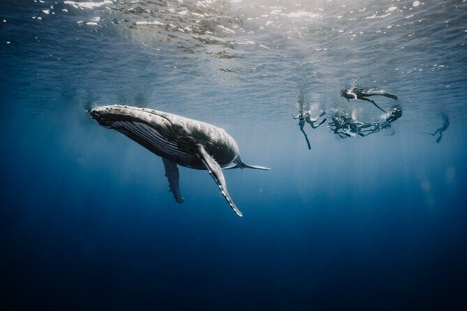 Whale Watching Shared Half Day - The Experience in Detail