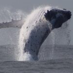 Whale Watching Terrigal - The Itinerary: What You Can Expect