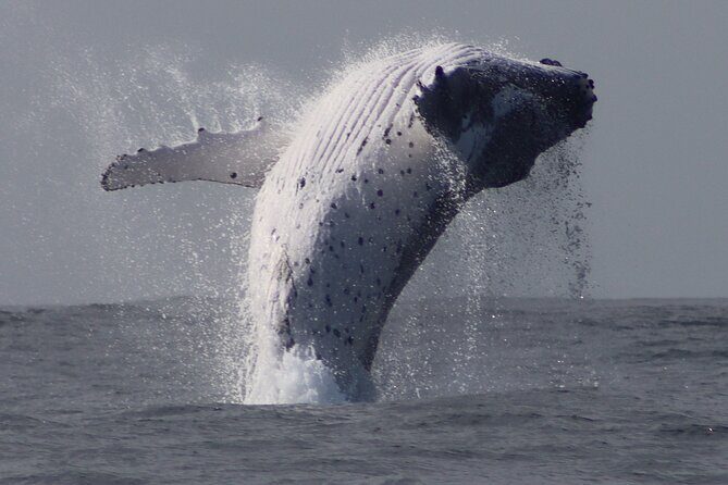 Whale Watching Terrigal - The Itinerary: What You Can Expect