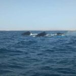 Whale watching tour SEASONAL - Who Will Love This Experience?