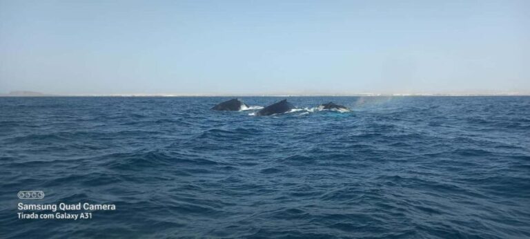 Whale watching tour SEASONAL - Who Will Love This Experience?
