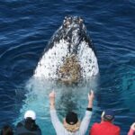Whale Watching Tour with Spirit of Gold Coast - The Experience in Detail