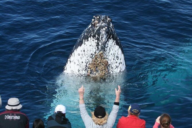Whale Watching Tour with Spirit of Gold Coast - The Experience in Detail