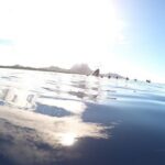 Whale Watching Tours in Bora Bora - The Itinerary in Detail