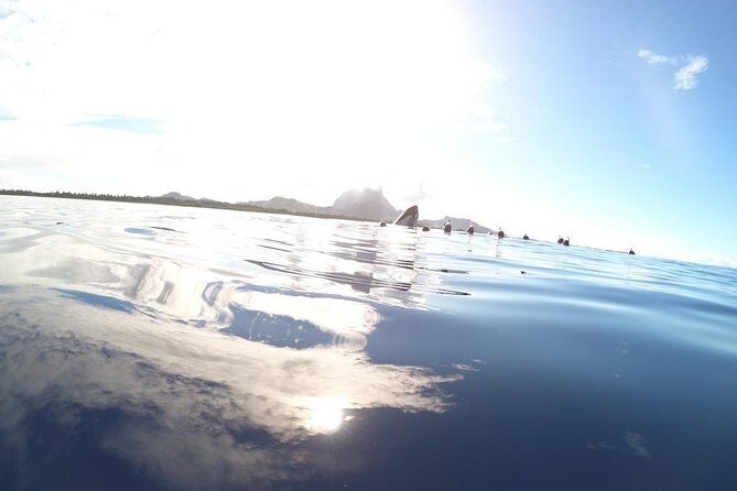 Whale Watching Tours in Bora Bora - The Itinerary in Detail