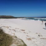 Whole day Cape point Tour-13 point of interest in one day - An In-Depth Look at the Whole Day Cape Point Tour