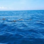 Wild Dolphin Encounter & Snorkeling Adventure  Mauritius. - Authentic Encounters and Practical Details