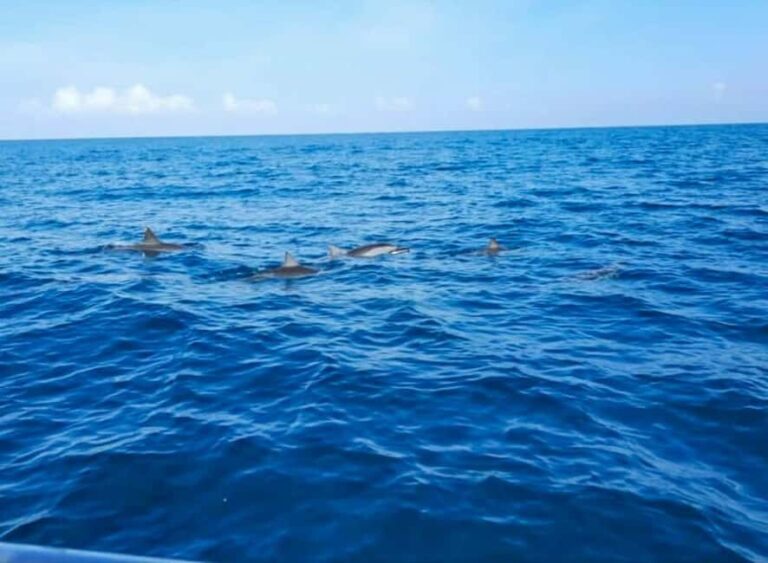 Wild Dolphin Encounter & Snorkeling Adventure  Mauritius. - Authentic Encounters and Practical Details