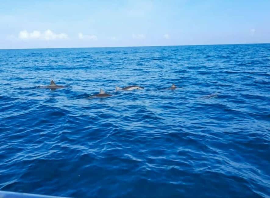 Wild Dolphin Encounter & Snorkeling Adventure  Mauritius. - Authentic Encounters and Practical Details