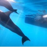 Wild Dolphin Swim Cruise - The Itinerary in Detail