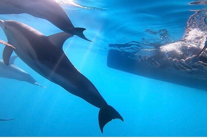Wild Dolphin Swim Cruise - The Itinerary in Detail