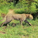 Wild Kenya Safari Explore Amboseli, Tsavo West & East 4 Days - Exploring the Itinerary: What You Can Expect