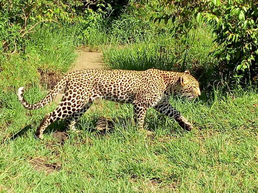 Wild Kenya Safari Explore Amboseli, Tsavo West & East 4 Days - Exploring the Itinerary: What You Can Expect