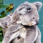 WILD LIFE Sydney Zoo - Practical Details and Tips
