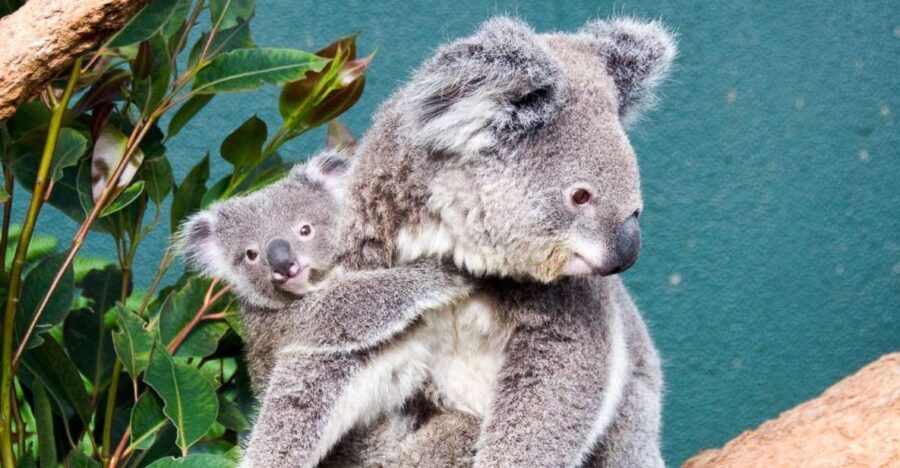 WILD LIFE Sydney Zoo - Practical Details and Tips
