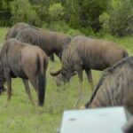 Wild Wonders: Giraffe Encounter & Schotia Safaris Tour - The Bush Dinner Experience