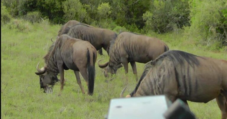 Wild Wonders: Giraffe Encounter & Schotia Safaris Tour - The Bush Dinner Experience