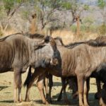 Wild Wonders of Maasai Mara  3-Day Safari - Detailed Breakdown of the Itinerary