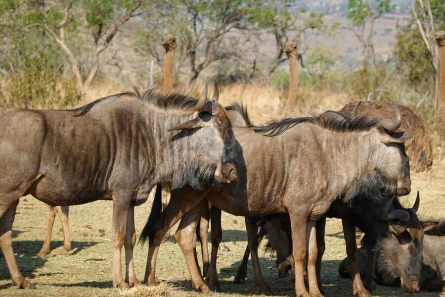 Wild Wonders of Maasai Mara  3-Day Safari - Detailed Breakdown of the Itinerary