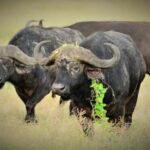 Wildlife Safari 3-Days 2-Night from Zanzibar to Mikumi - What’s Included and What’s Not